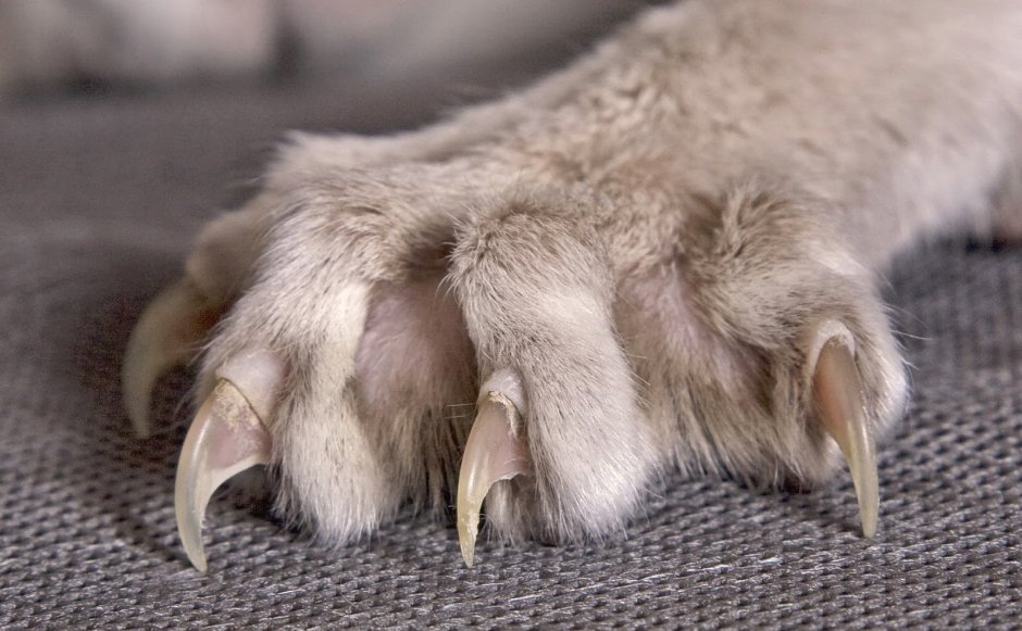 Лапа кошки на белом фоне