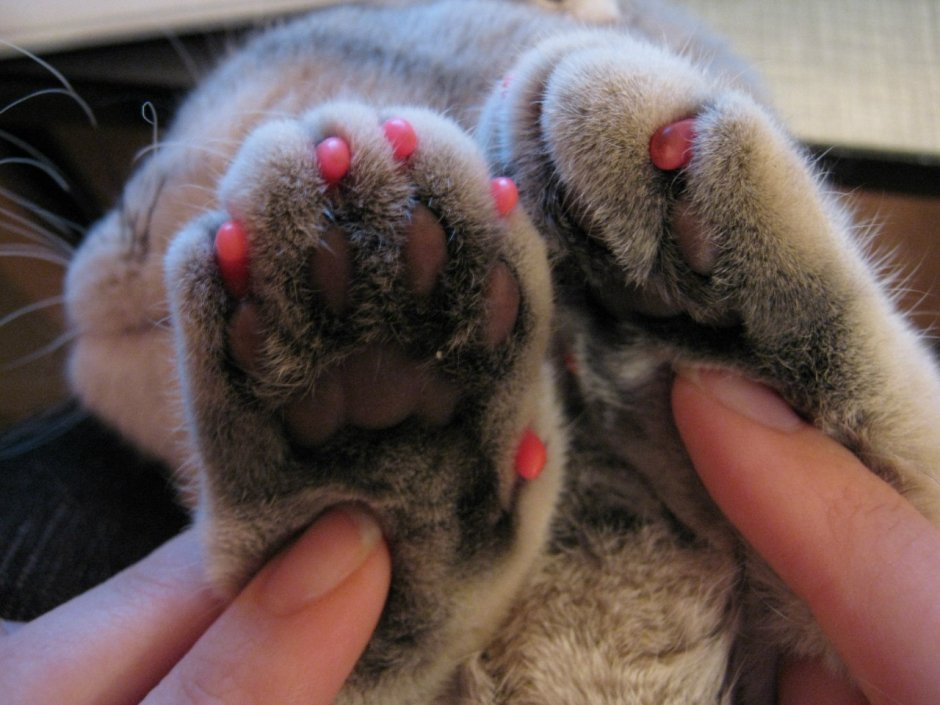 Кошачий коготь