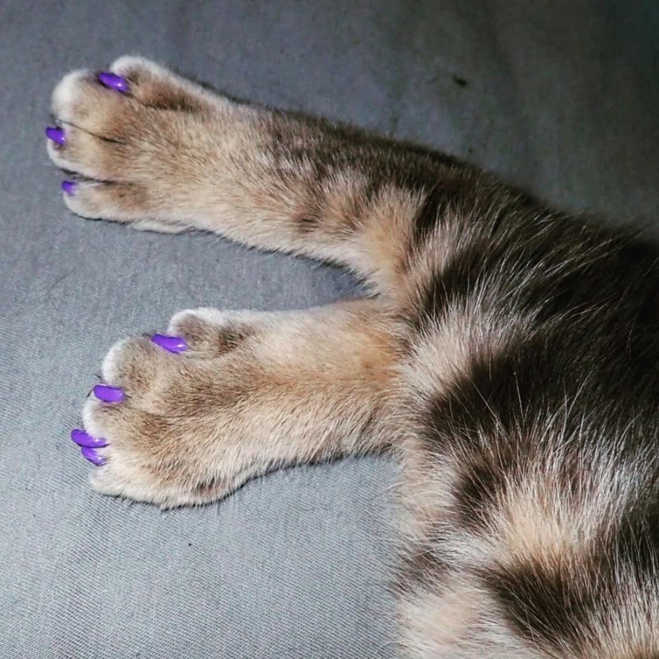 Рыжий кот с когтями