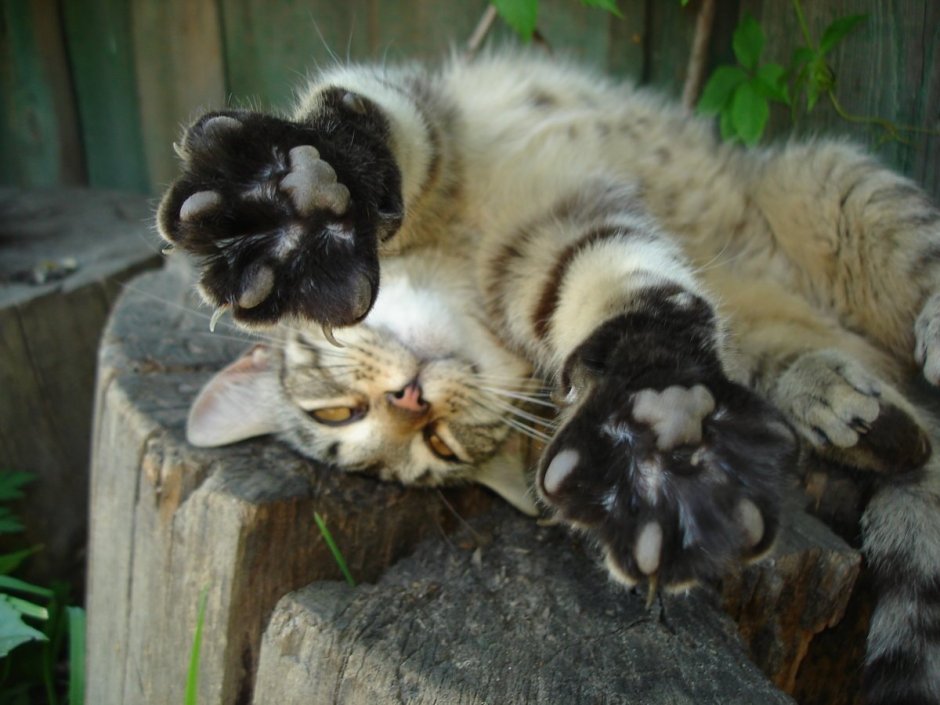 Кошка облизывается