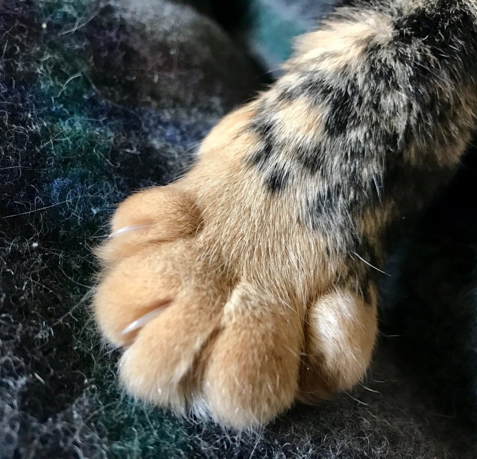 Кошачья лапа с когтями