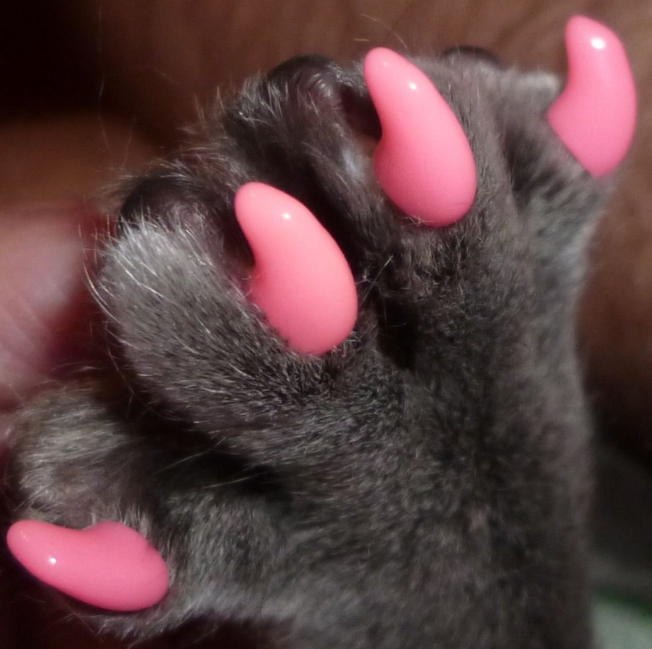 Белые кошачьи лапки фото