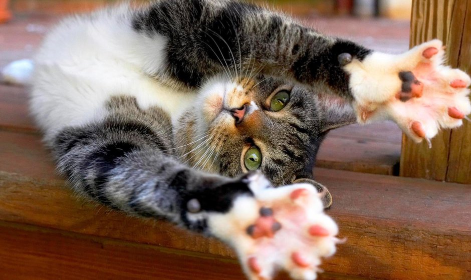 Лапа с когтями вектор