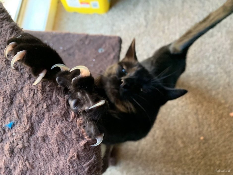 Нежные лапки