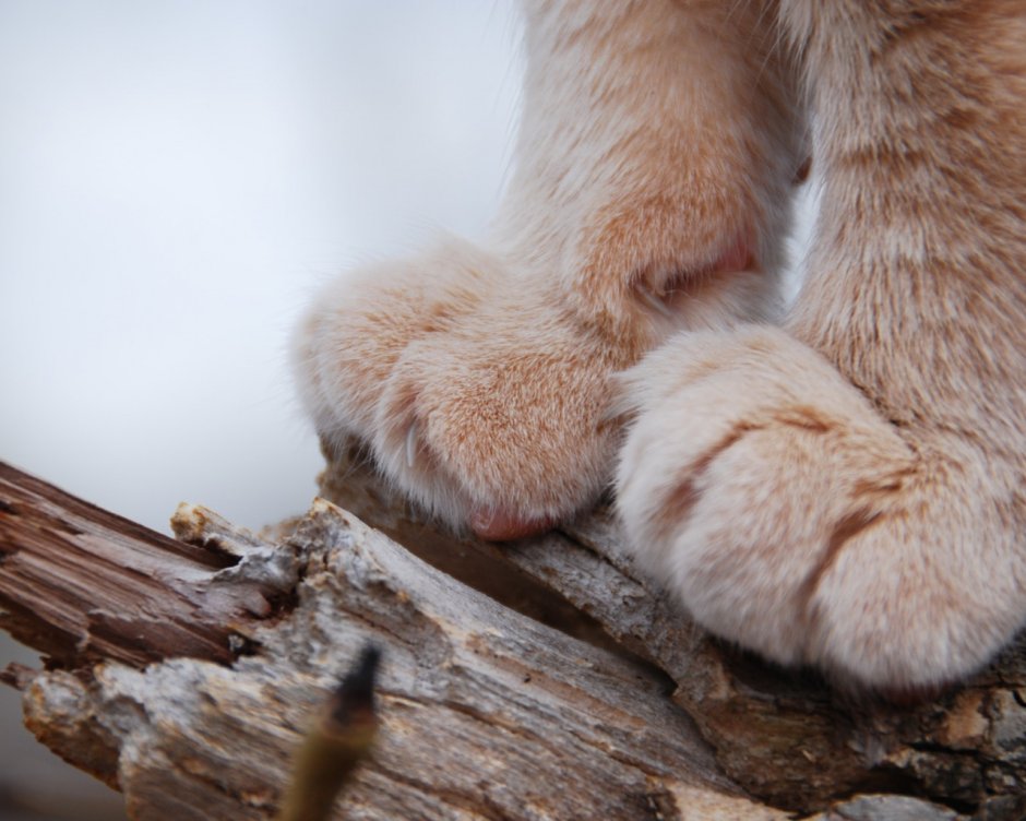 Кошачья лапа с когтями