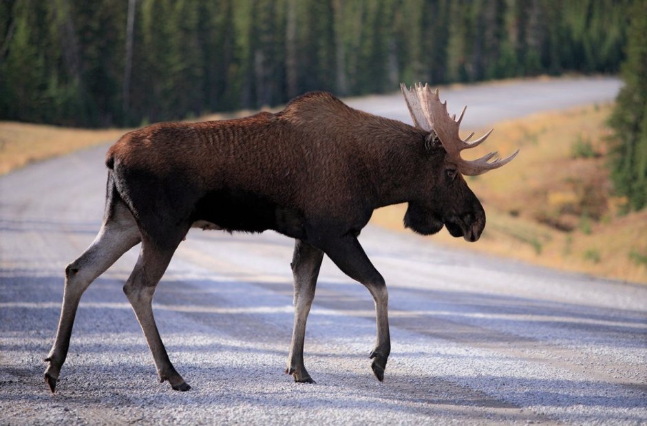 Лось Северной Америки
