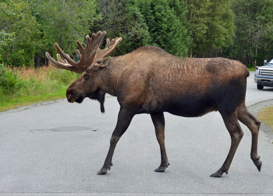 Лось Северной Америки