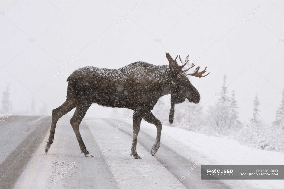 Лось на снегу в прыжке