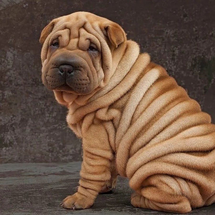 Собака шарпей