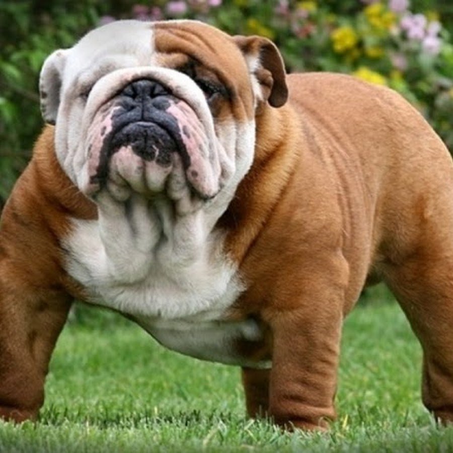 Бенджамин английский бульдог