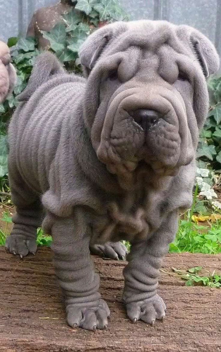 Шарпей серый