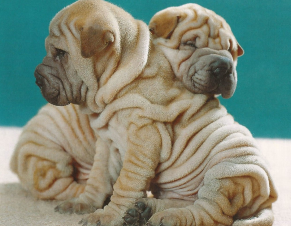 Щенки породы шарпей