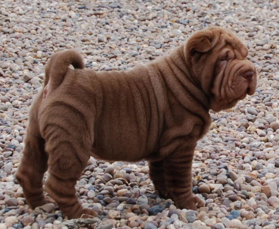 Щенки породы шарпей