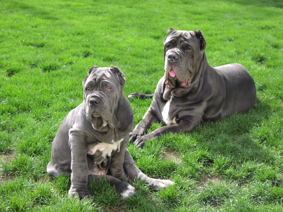 Неаполитанский мастиф ге