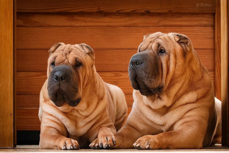 Шарпей щенок