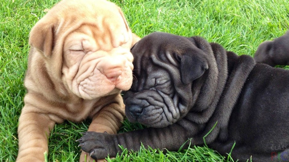 Карликовый шарпей