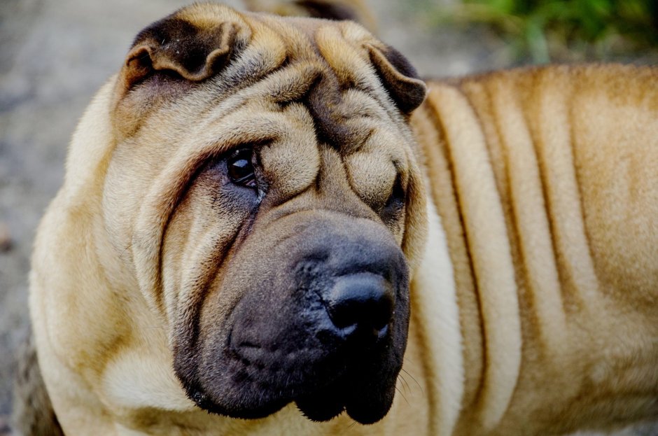 Шарпей породы собак Китая