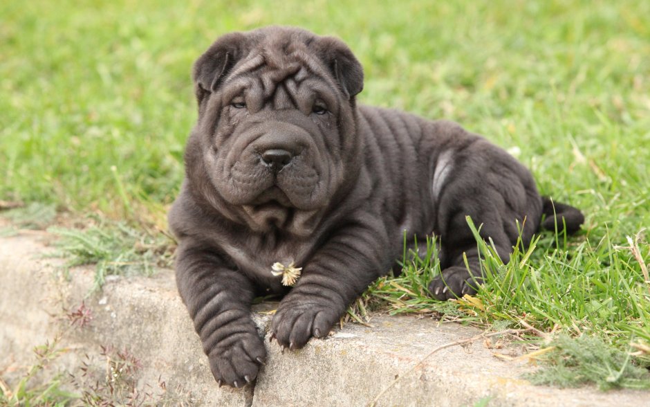 Американский шарпей черный