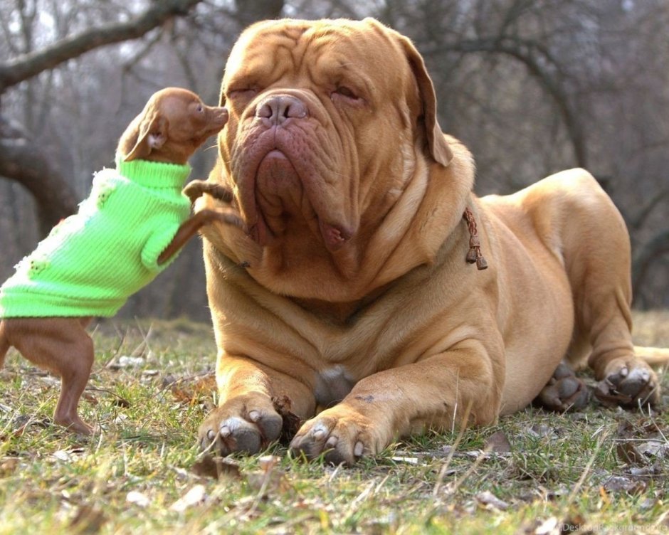 Бордосский дог Хуч