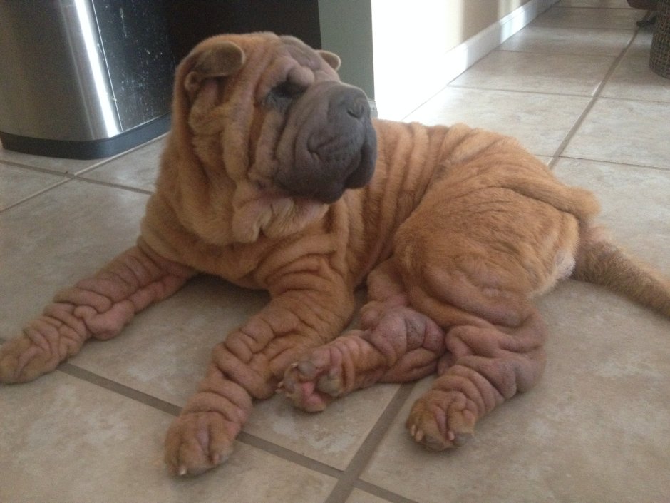 Мини шарпей взрослый