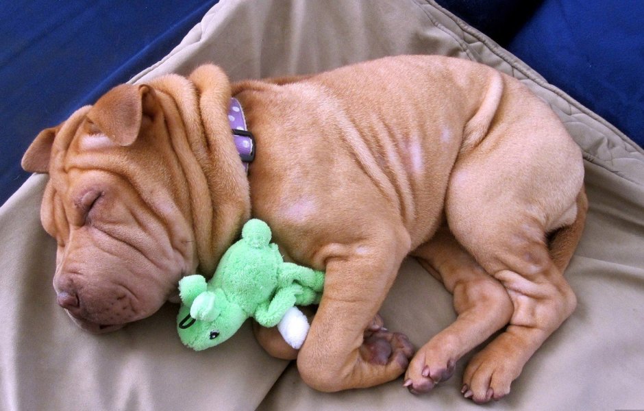 Кот шарпей порода