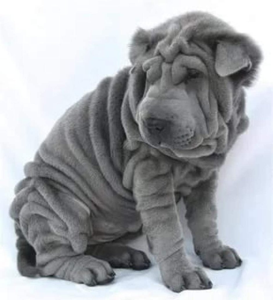 Порода шарпей голубой