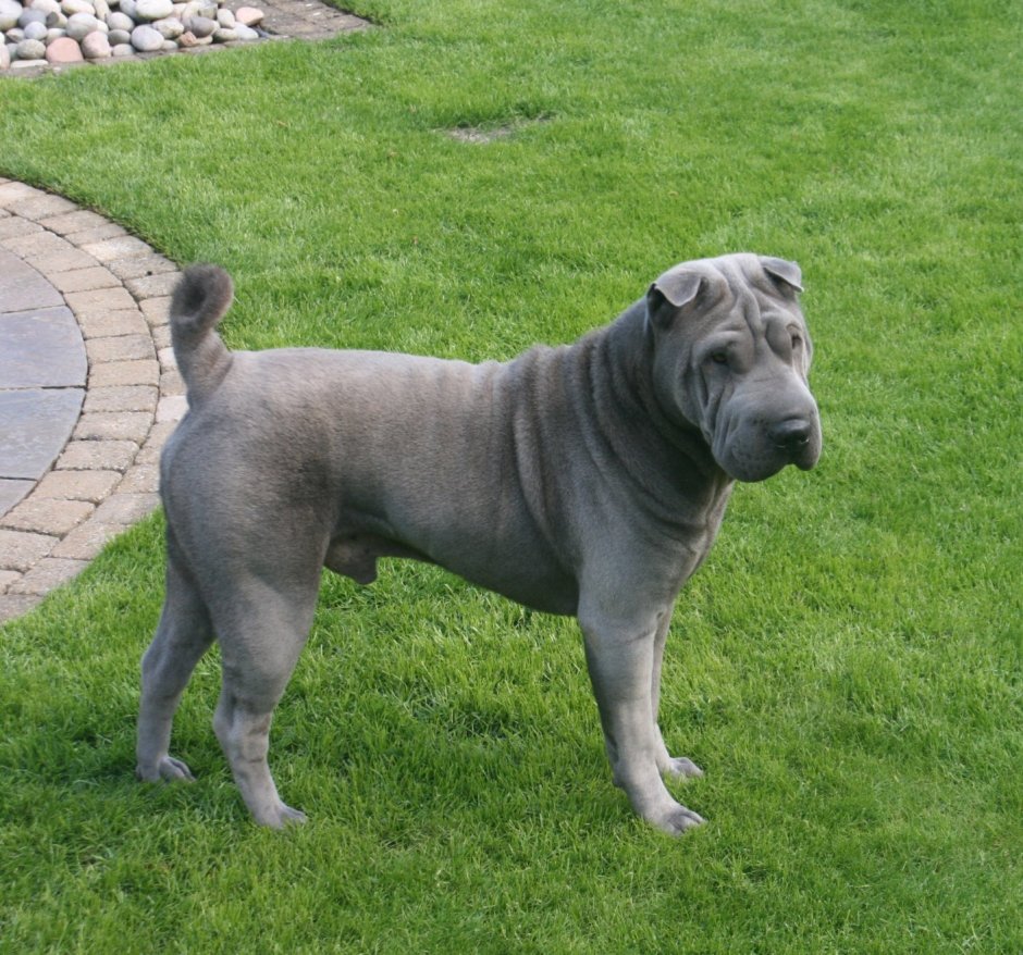 Шарпей серый