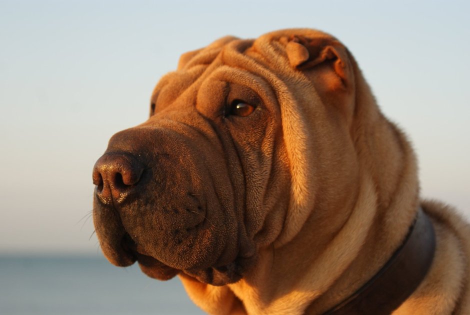 Шарпей собака большая