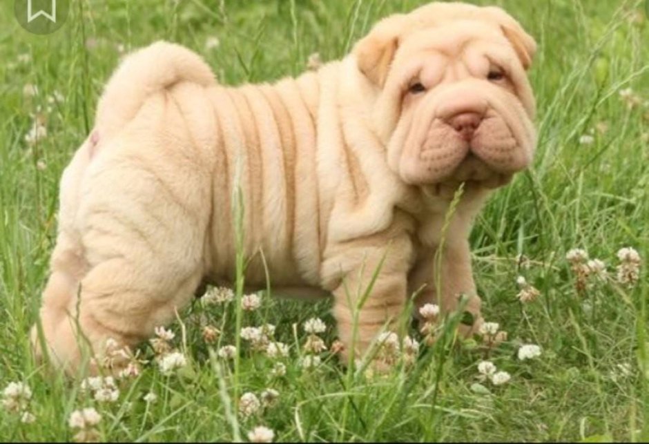 Шарпей кутенок