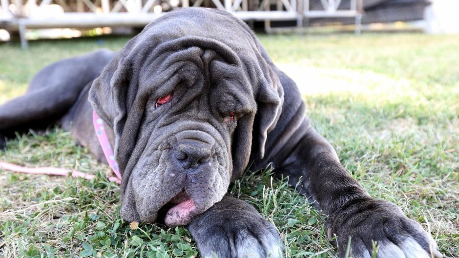 Неаполитанский мастиф и шарпей
