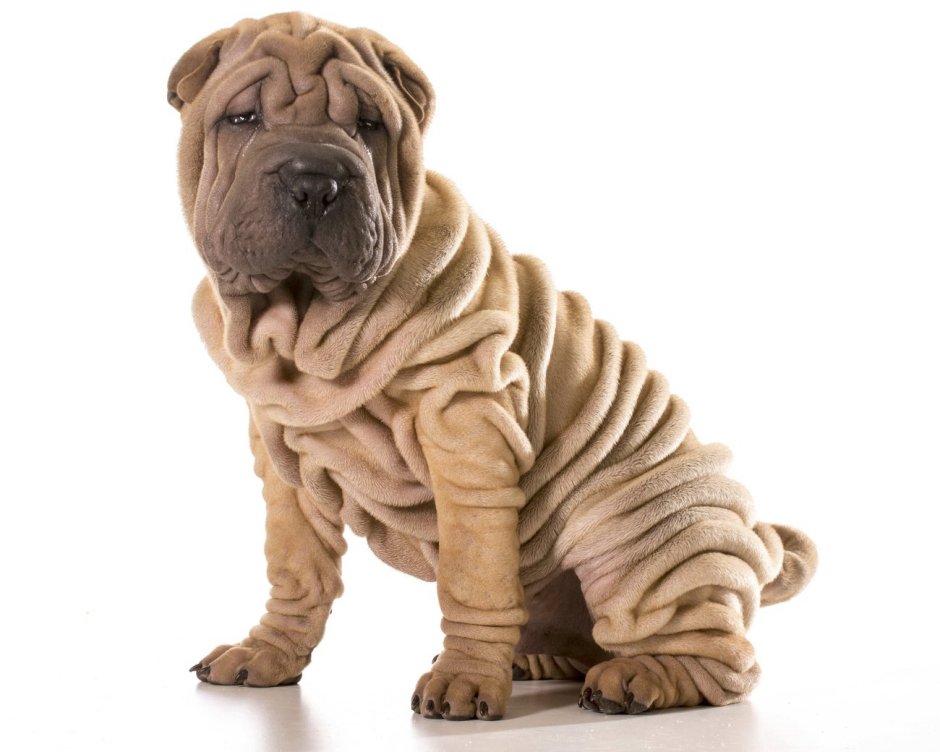 Шарпей собака белый