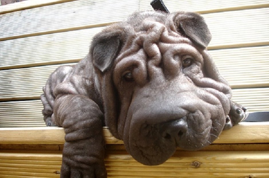 Морщинистая собака