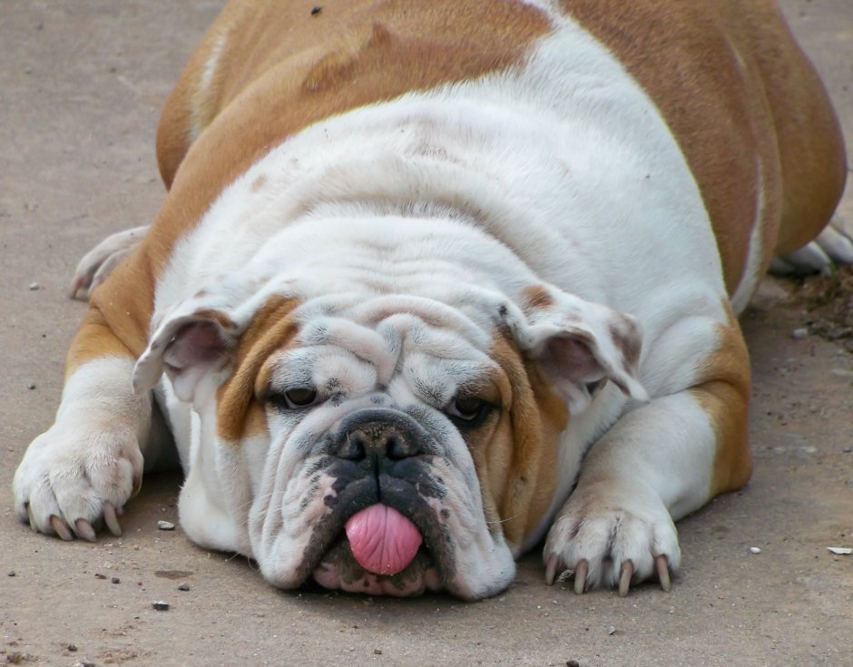 Собака с большой кучей кожных складок