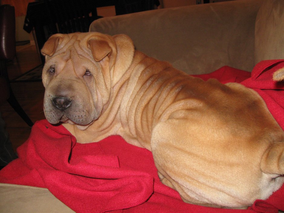 Порода собак метис шарпей