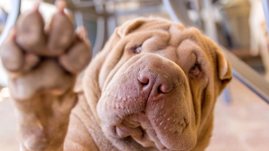 Шарпей минипей