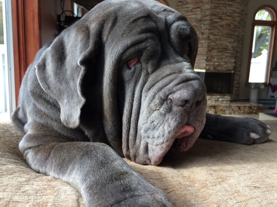 Неаполитанский мастиф и шарпей