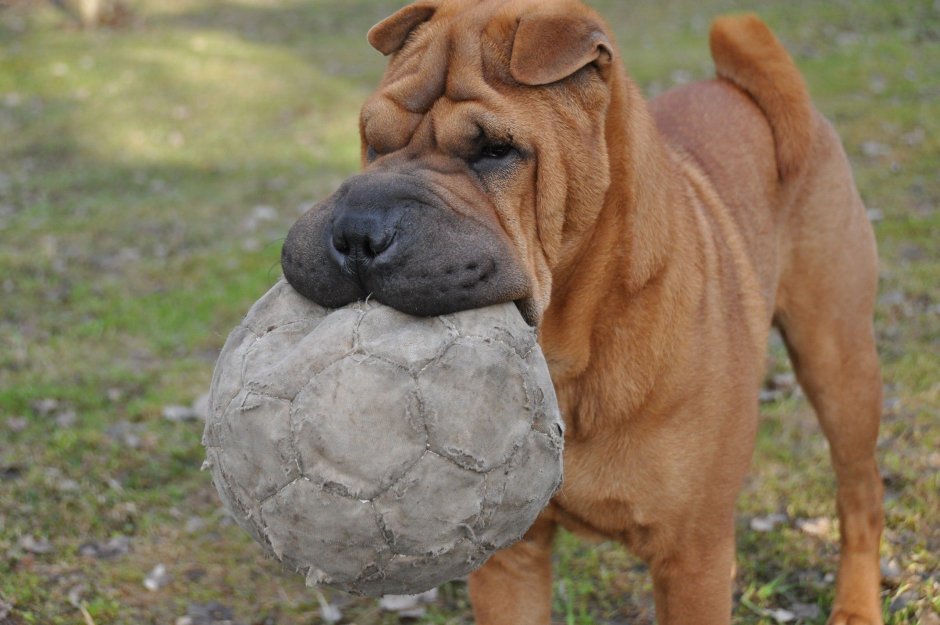 Собака шарпей