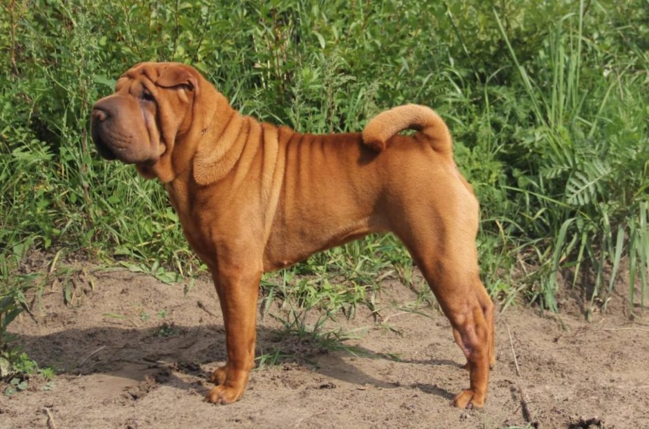 Китайский шарпей