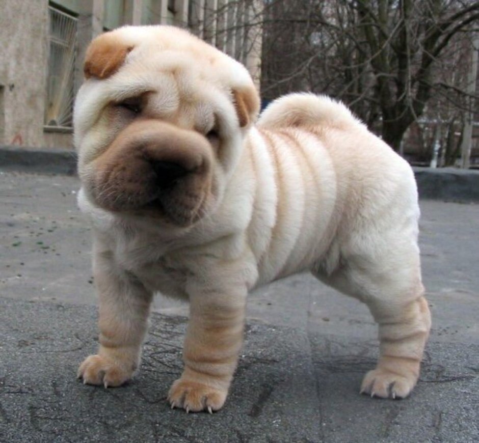 Собака со складками порода шарпей