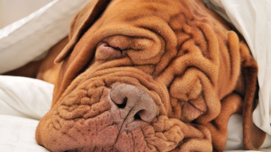 Собака шарпей