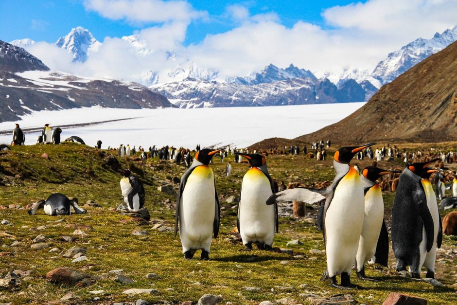 King Penguin South Georgia Island
