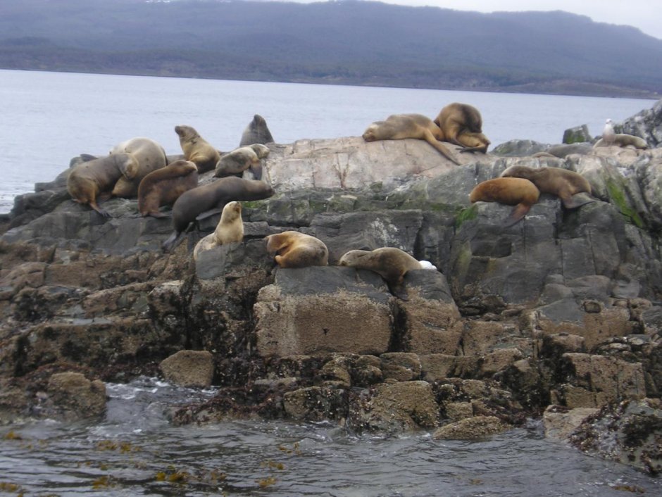 Остров Огненная земля (Isla grande de Tierra del Fuego)