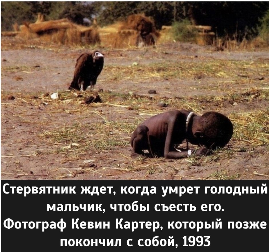 Африканский Ушастый гриф