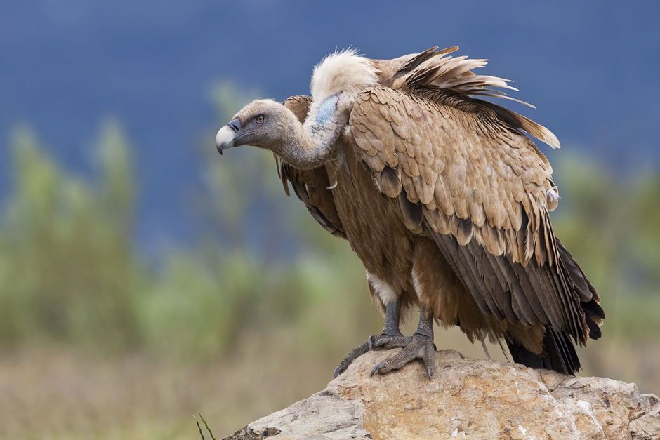 Lappet faced Vulture
