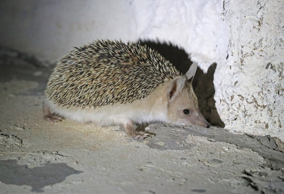 Hemiechinus auritus