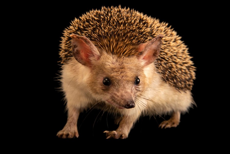 Еж Ушастый Hemiechinus auritus