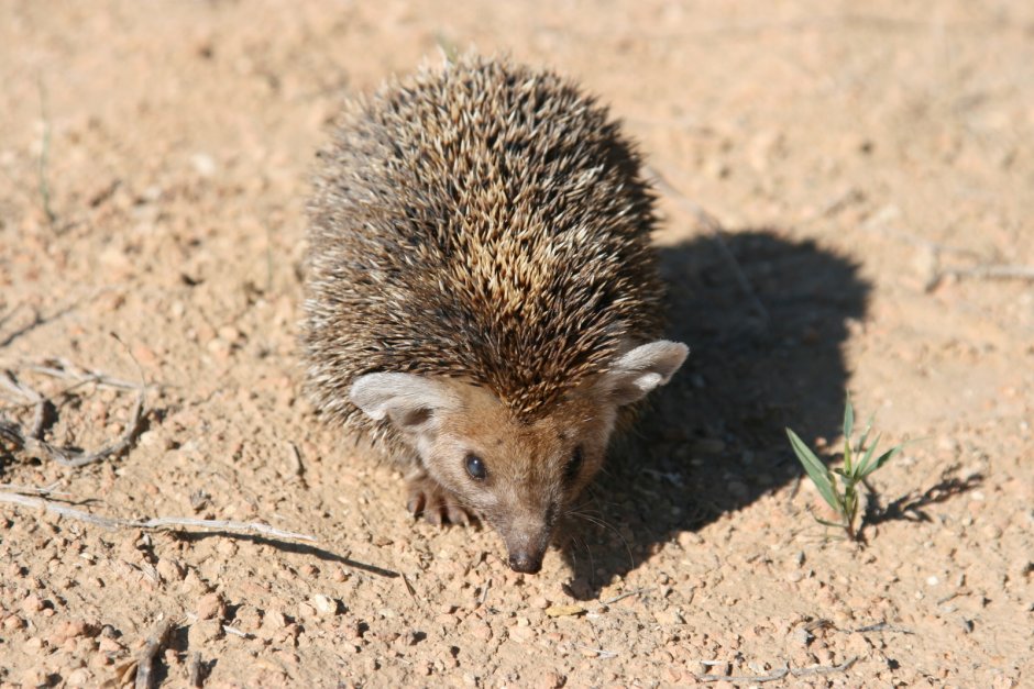 Hemiechinus auritus