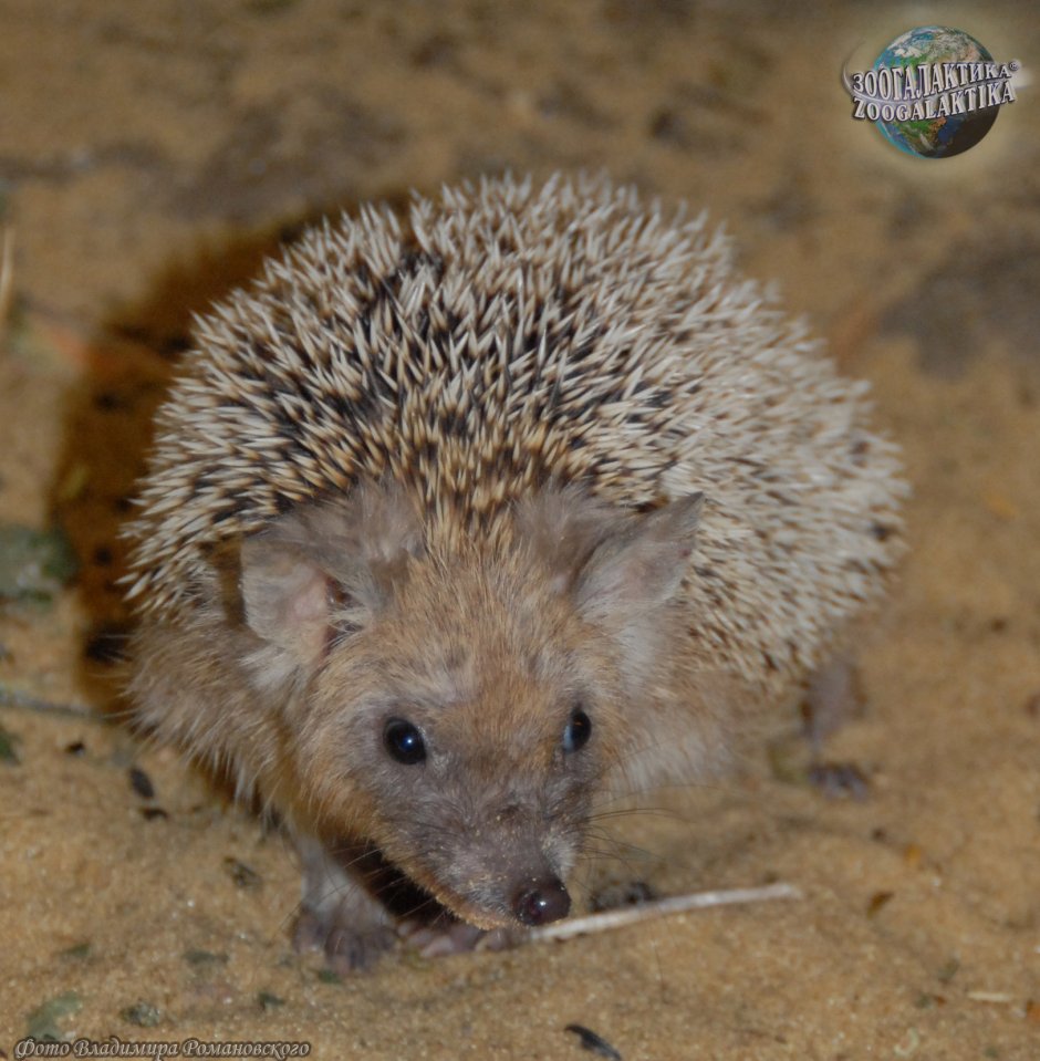 Еж Ушастый Hemiechinus auritus