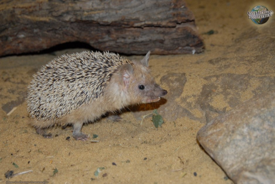 Ушастый ёж – Haemiechinus auritus