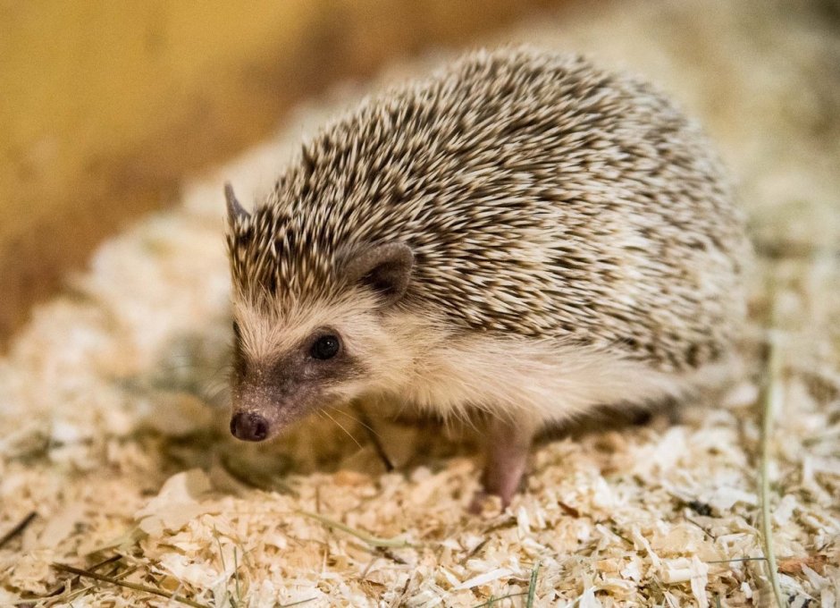 Еж Ушастый Hemiechinus auritus
